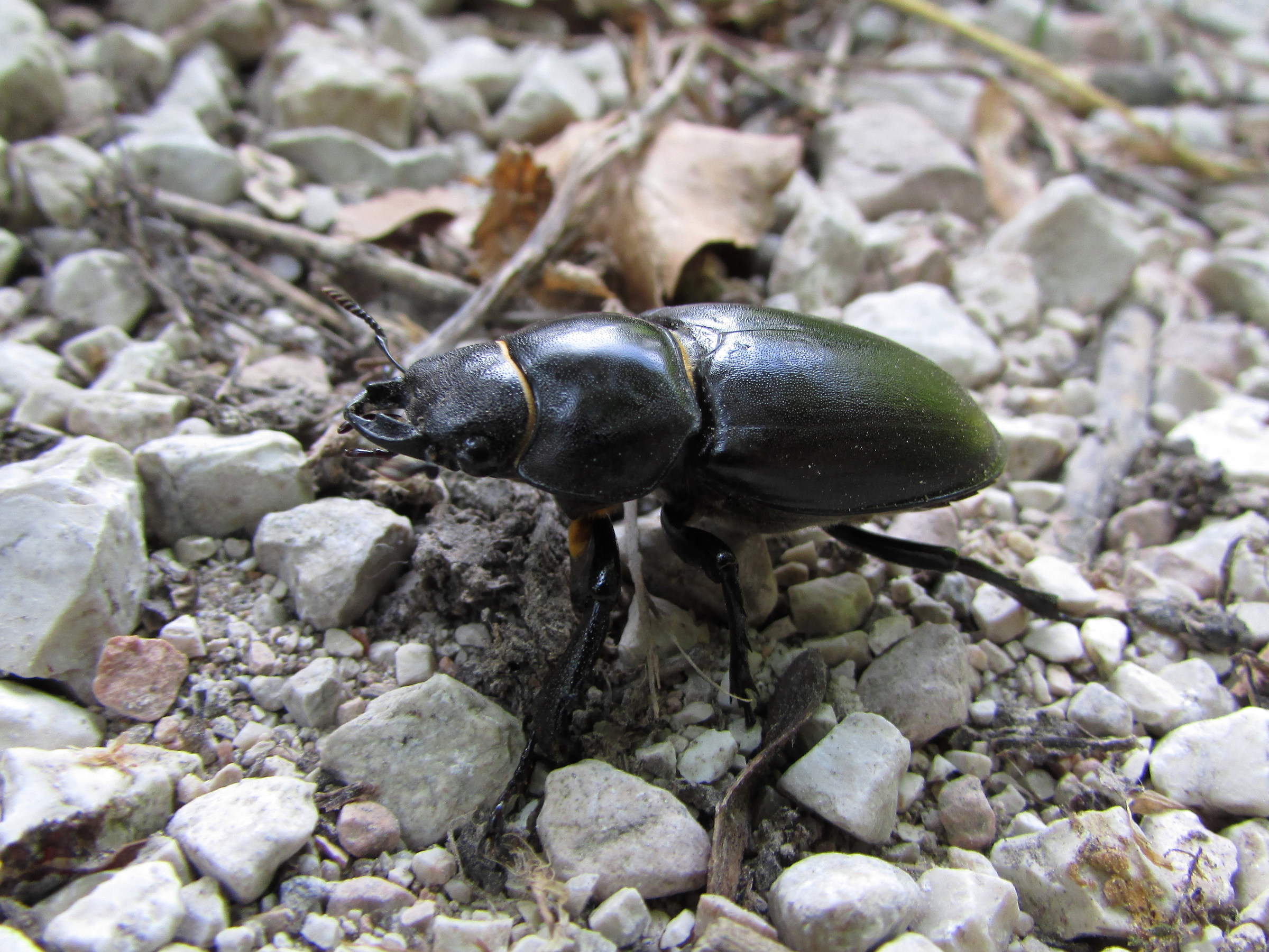 Lucanus cervus femmina