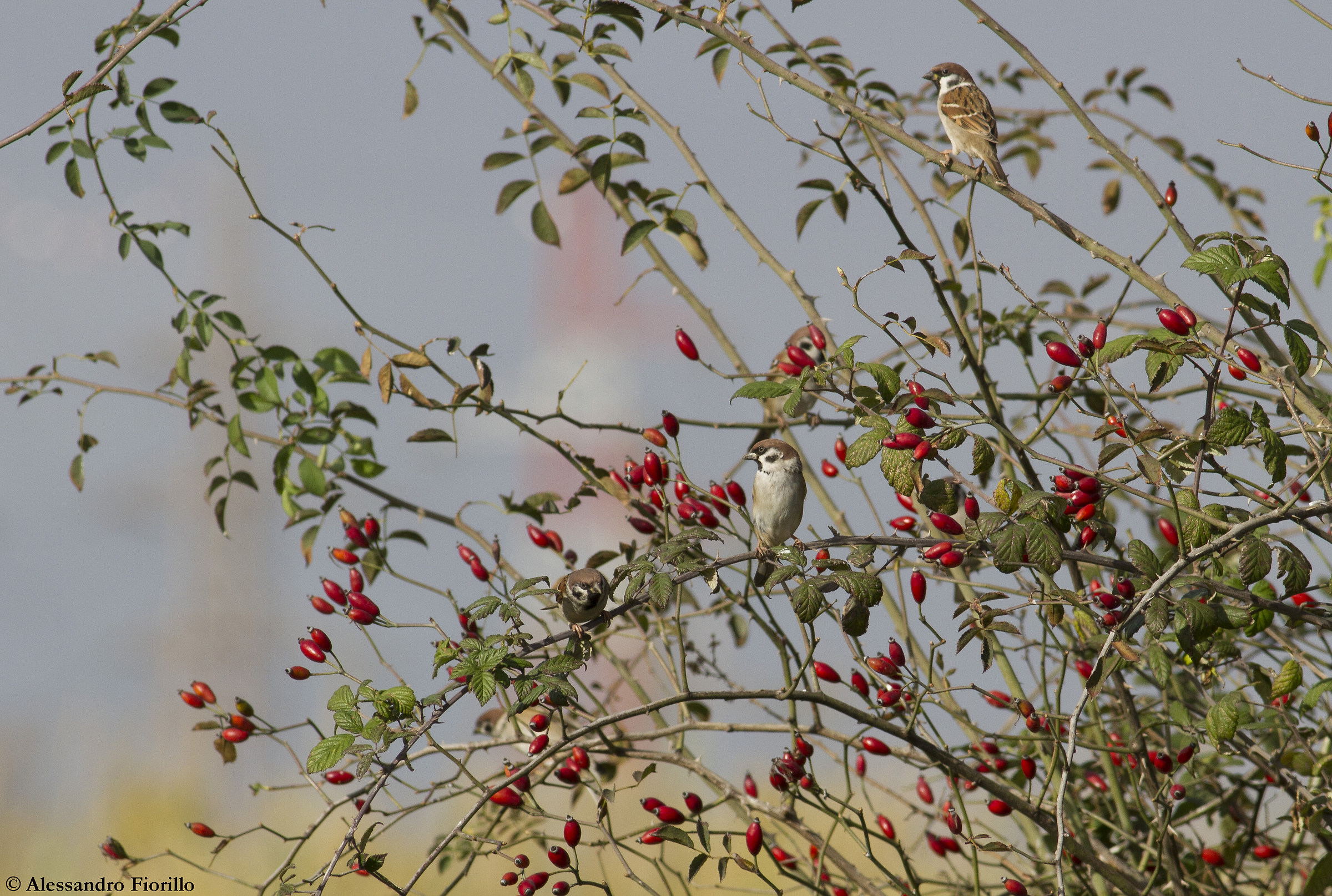 Passere mattugia su Rosa canina