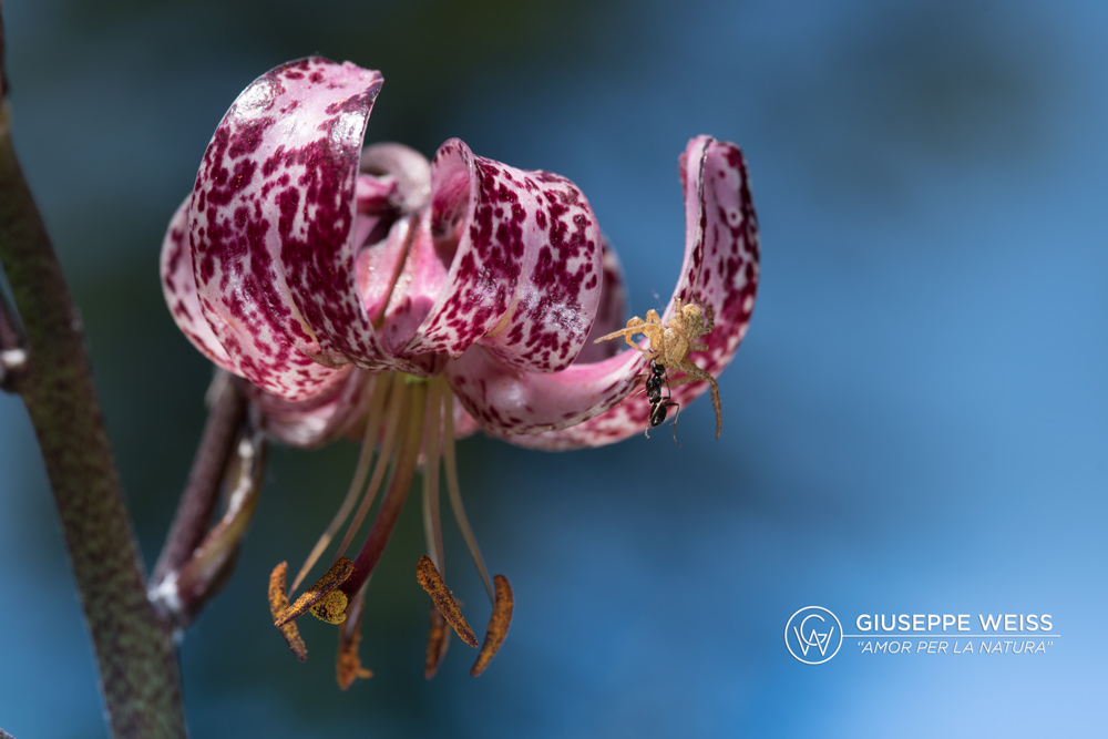 Turk's cap lily