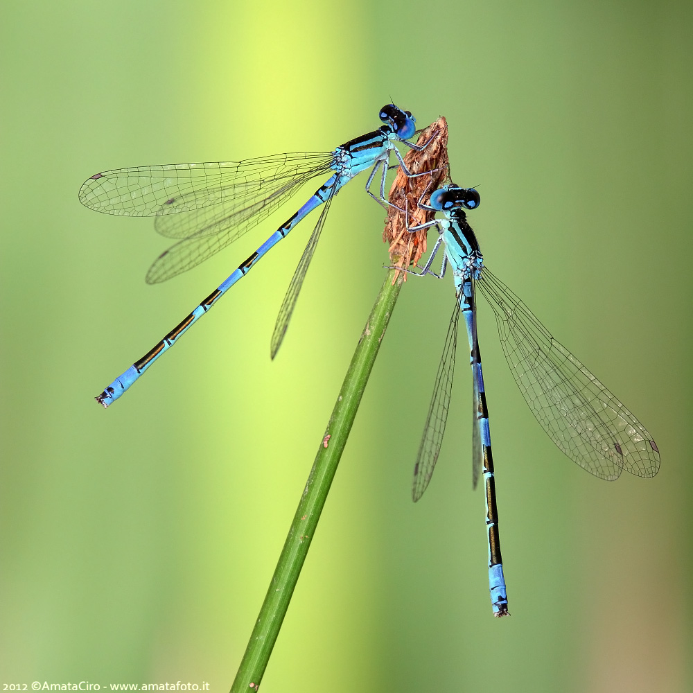 Coenagrion caerulescens (Fonscolombe, 1838)