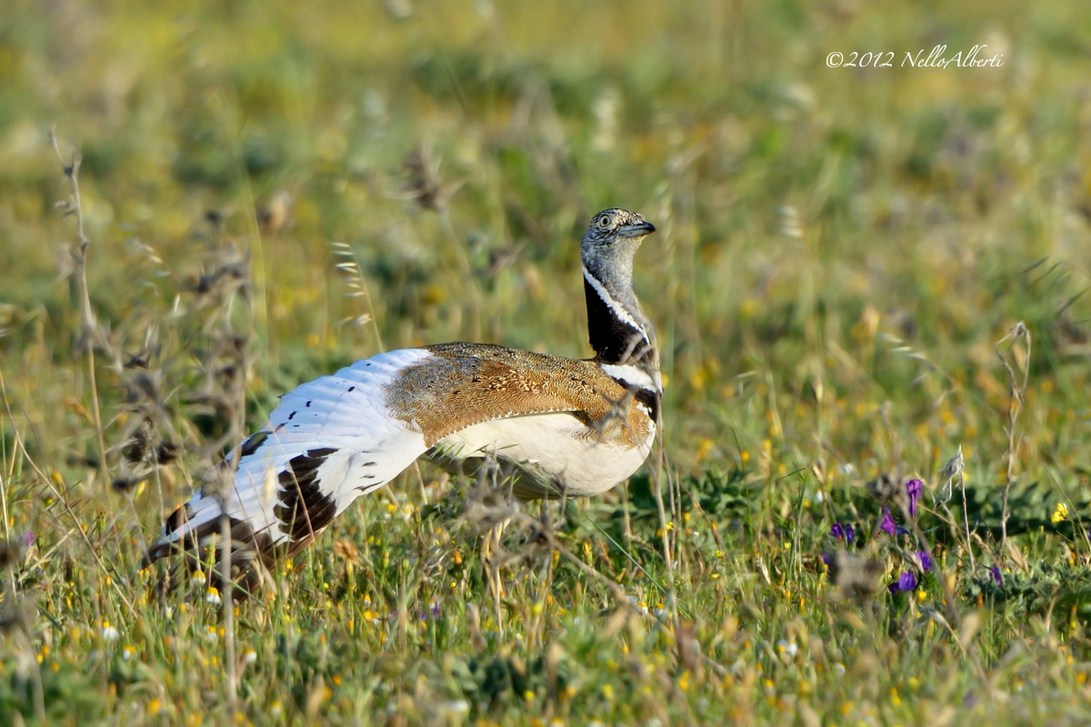 bustard male