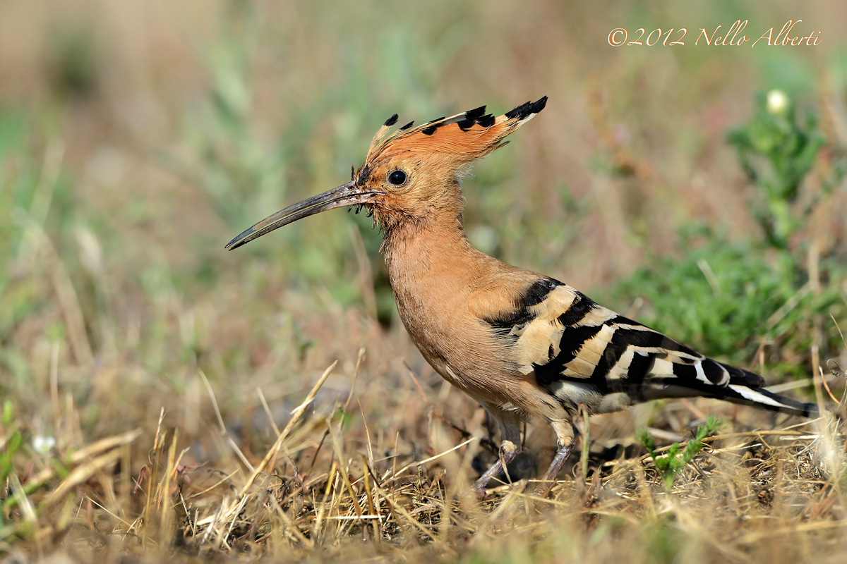 hoopoe