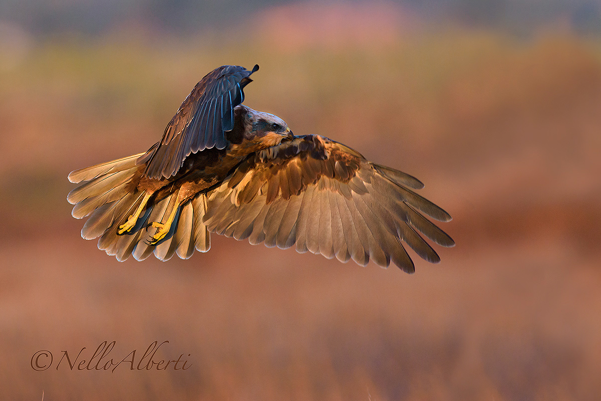 Falco di palude all'alba