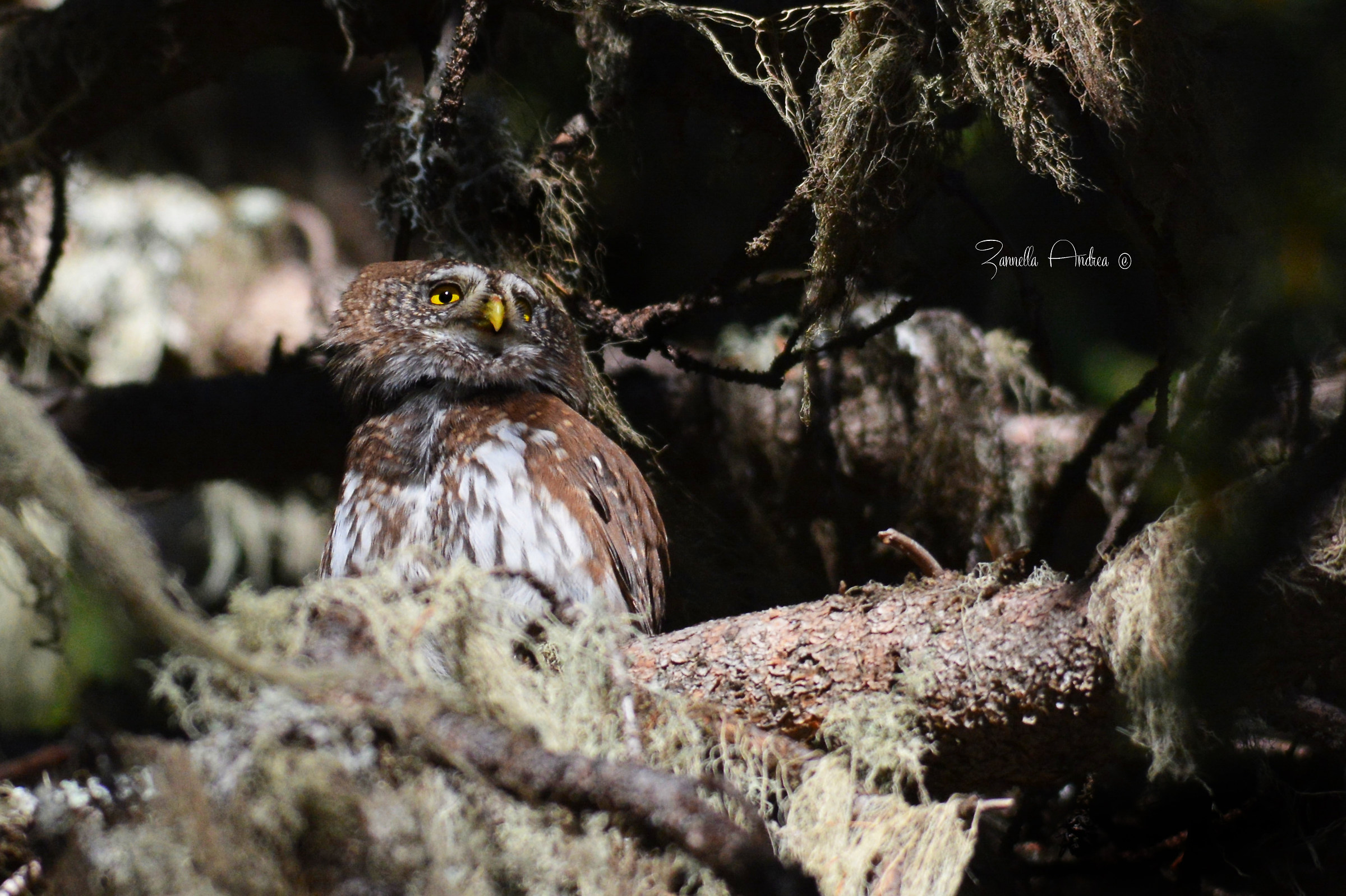 La nana nell'ombra..