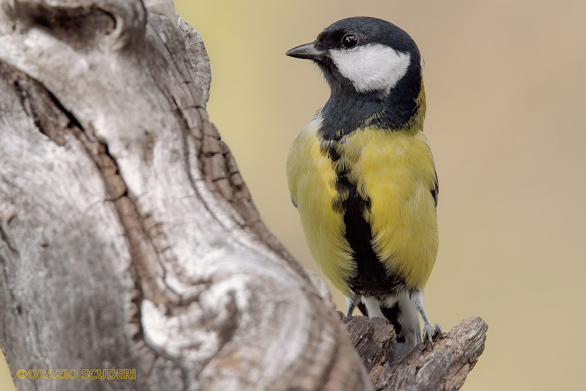 Parus major