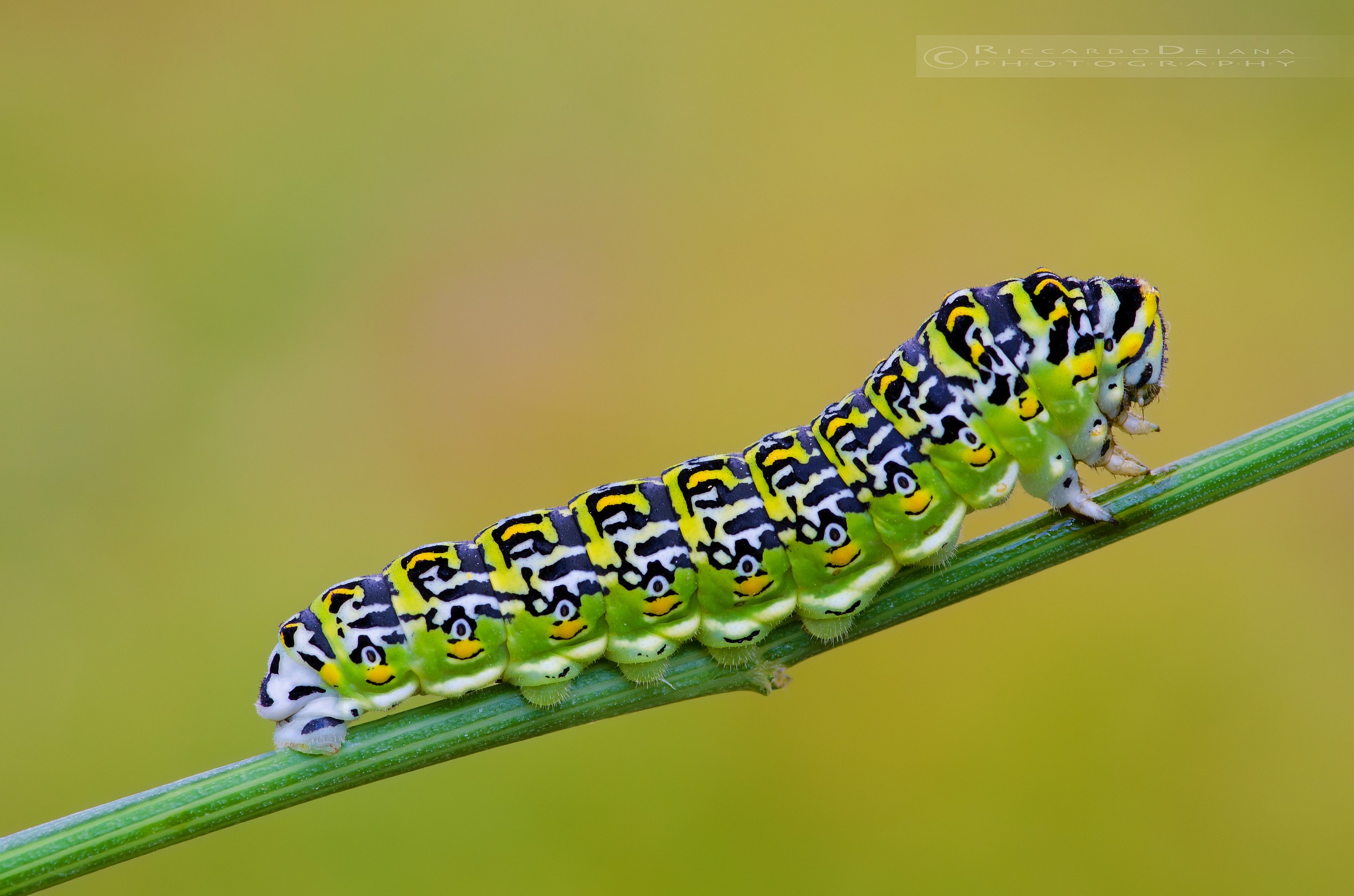 Papilio hospiton Guenée