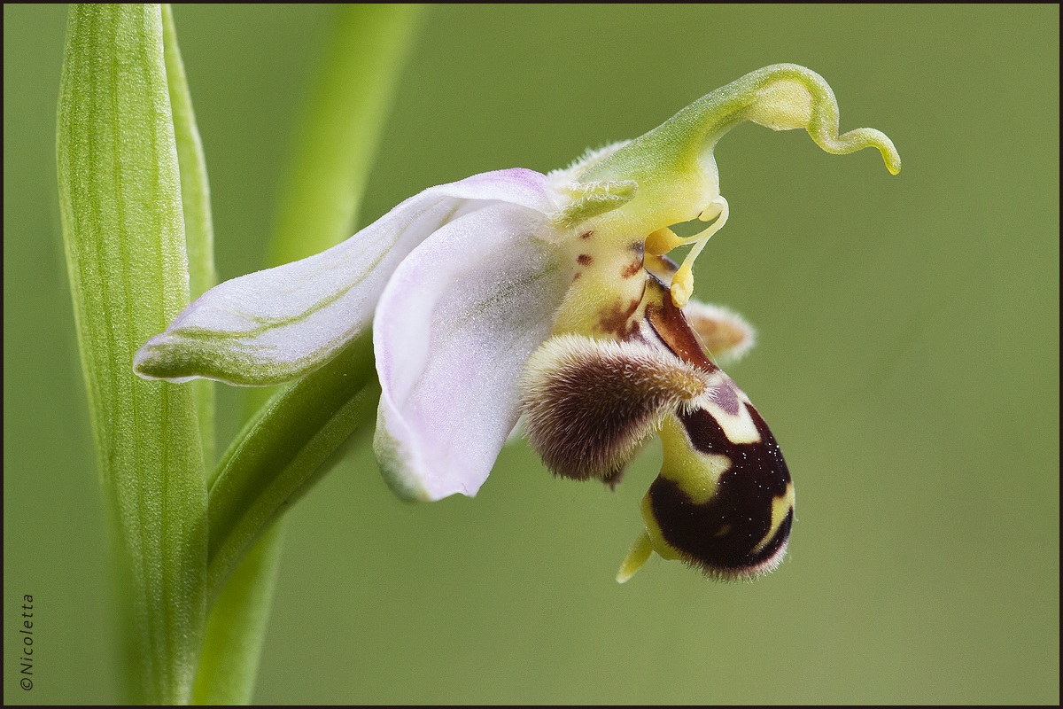 Ophrys Apifera