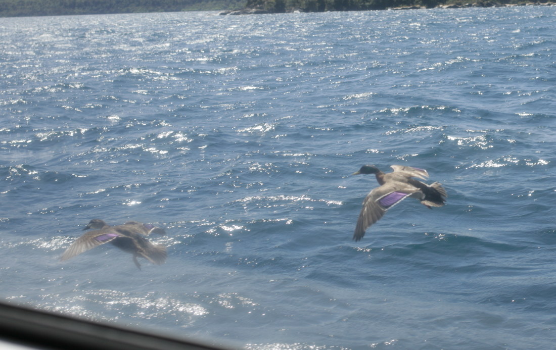 The Way from Auckland to Taupo Lake and Taupo Lake