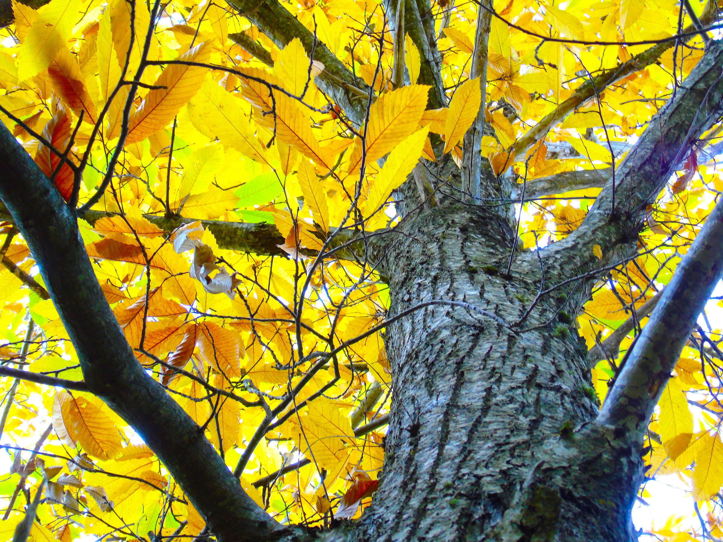 At the foot of the big tree