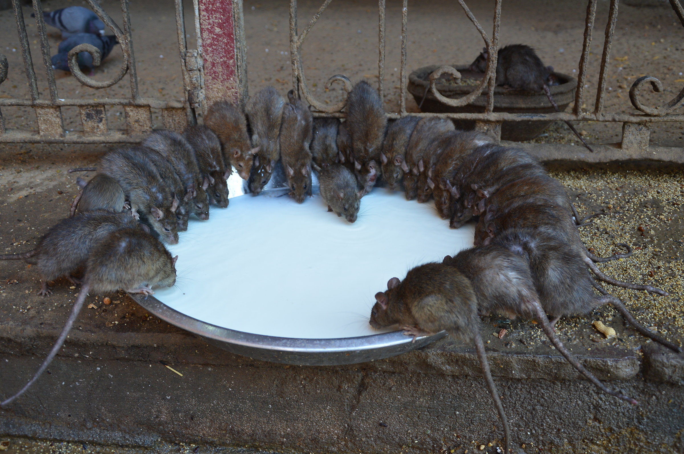 other sacred animals