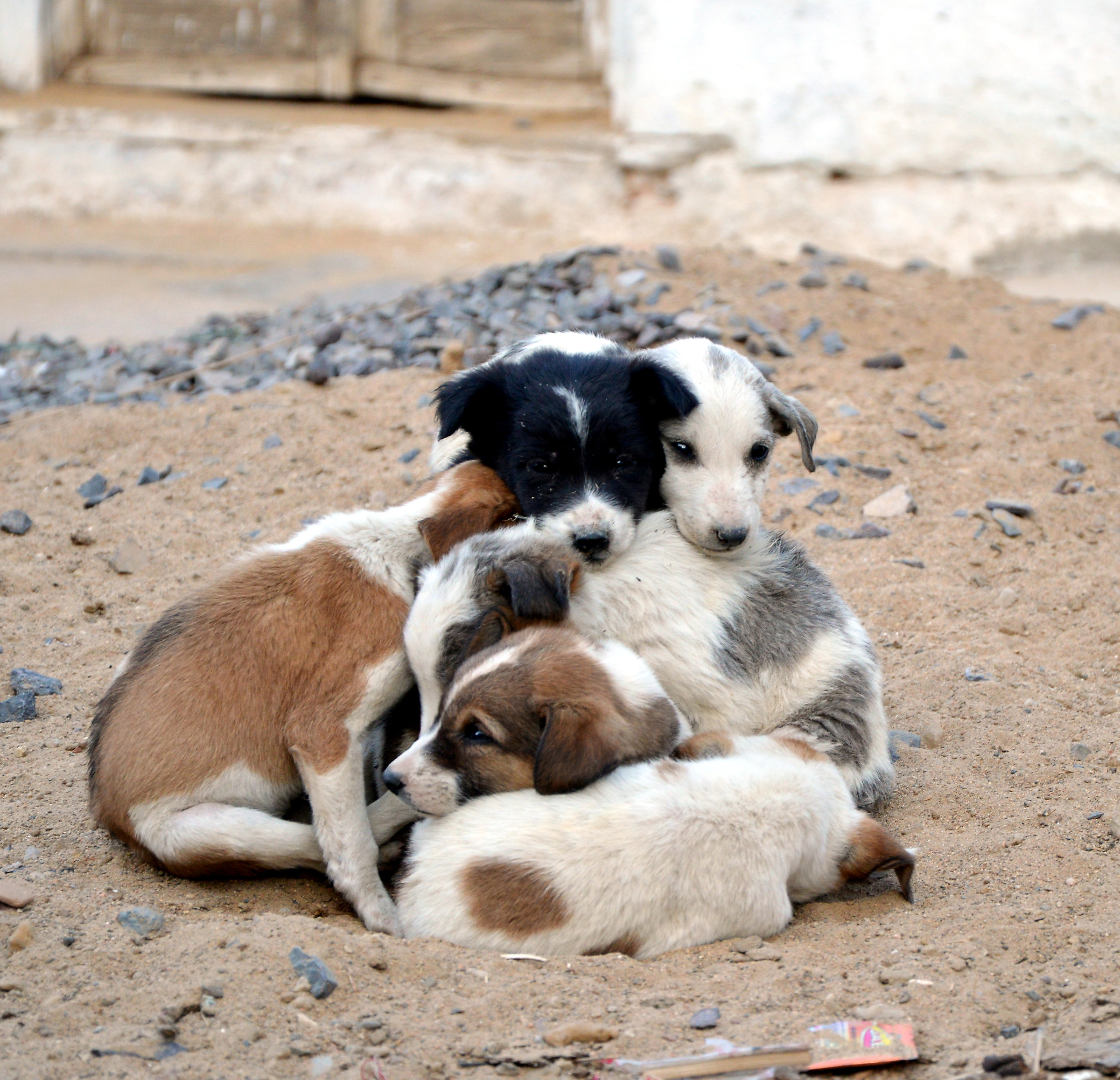 cuccioli che si riscaldano con il calore della cenere