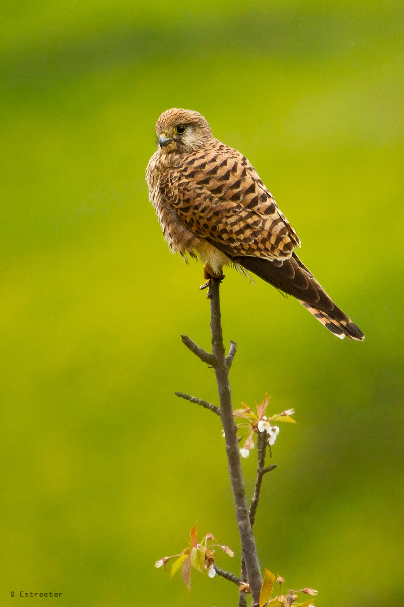 Kestrel