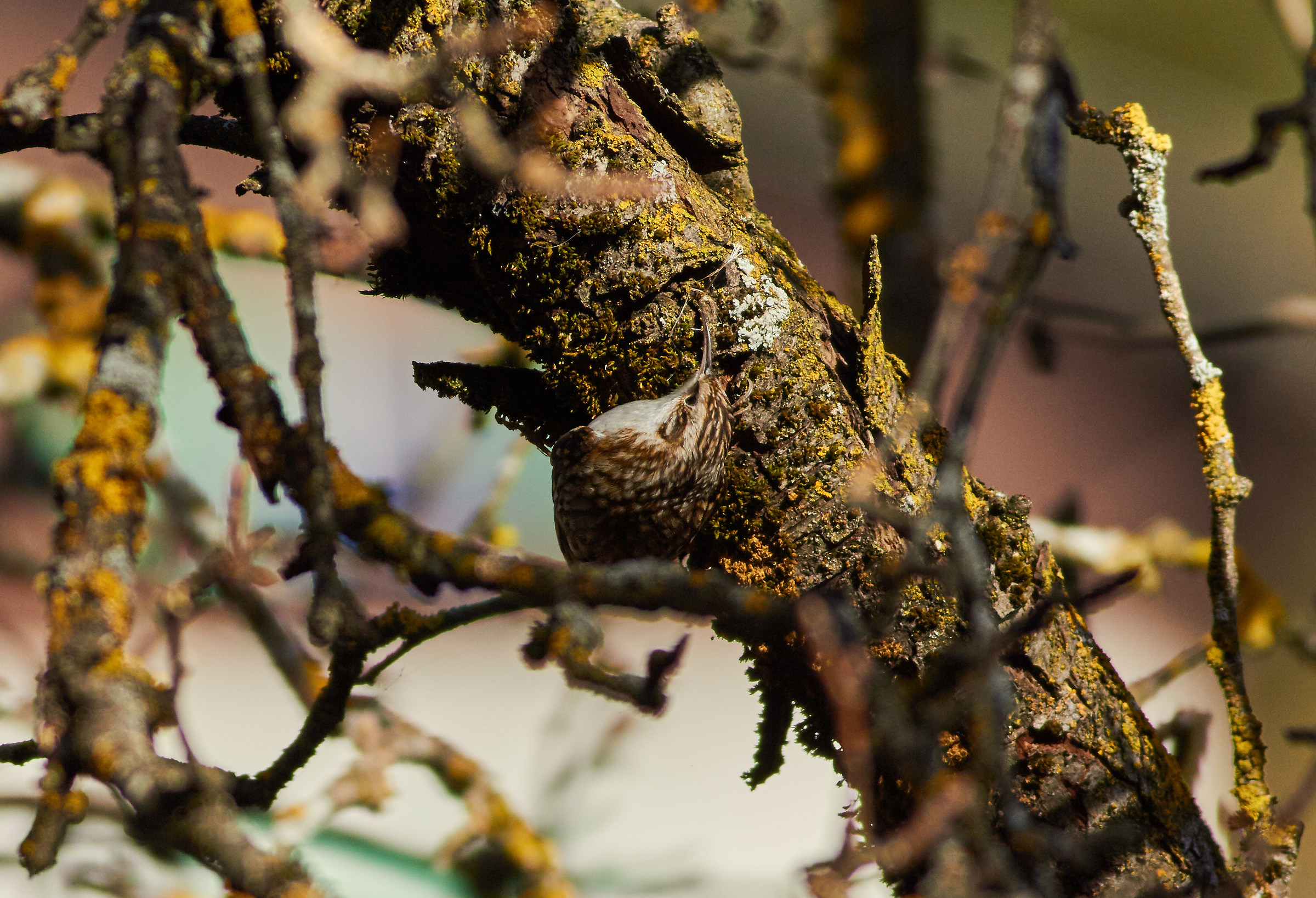 Certhia brachydactyla (Rampichino)