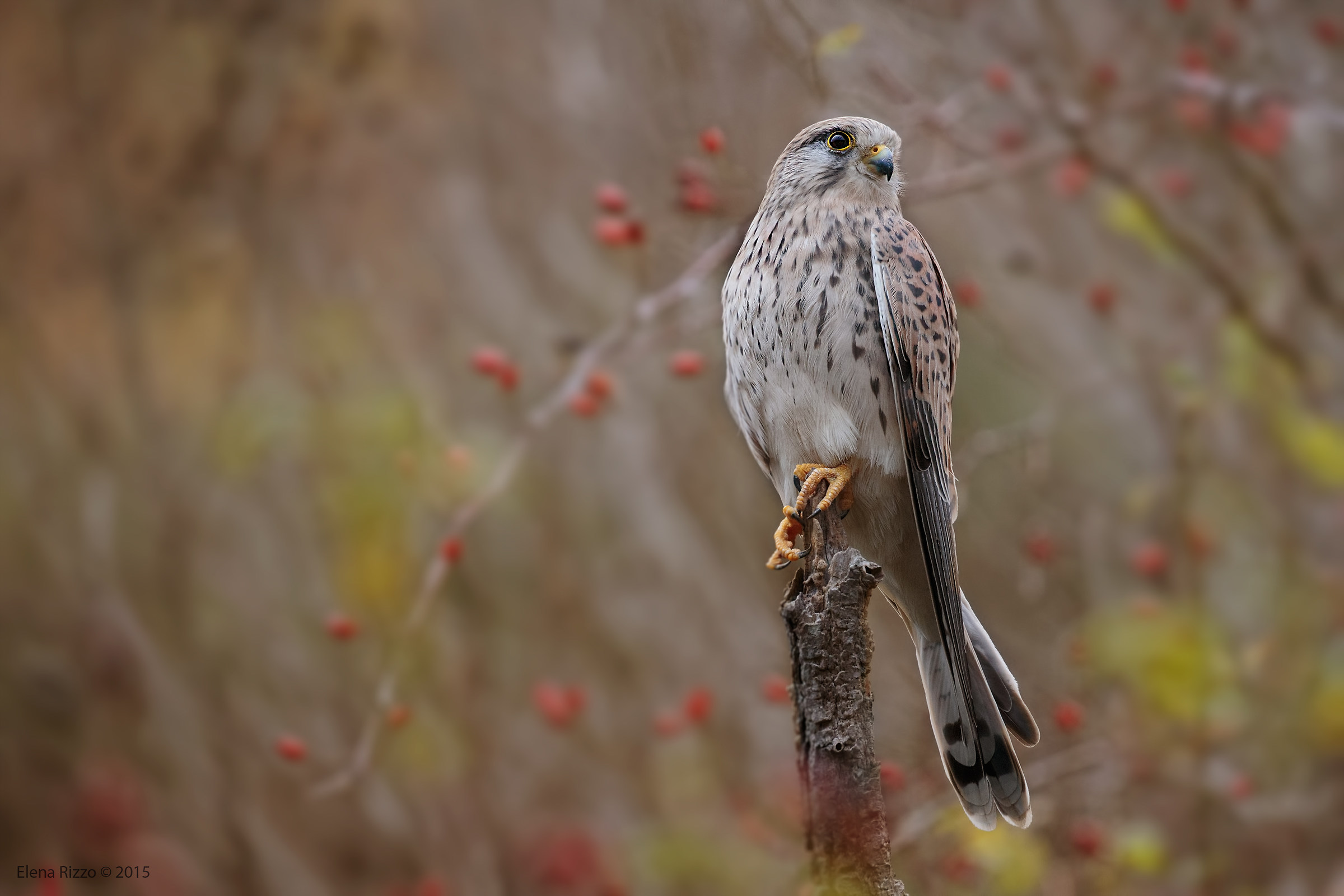 Kestrel