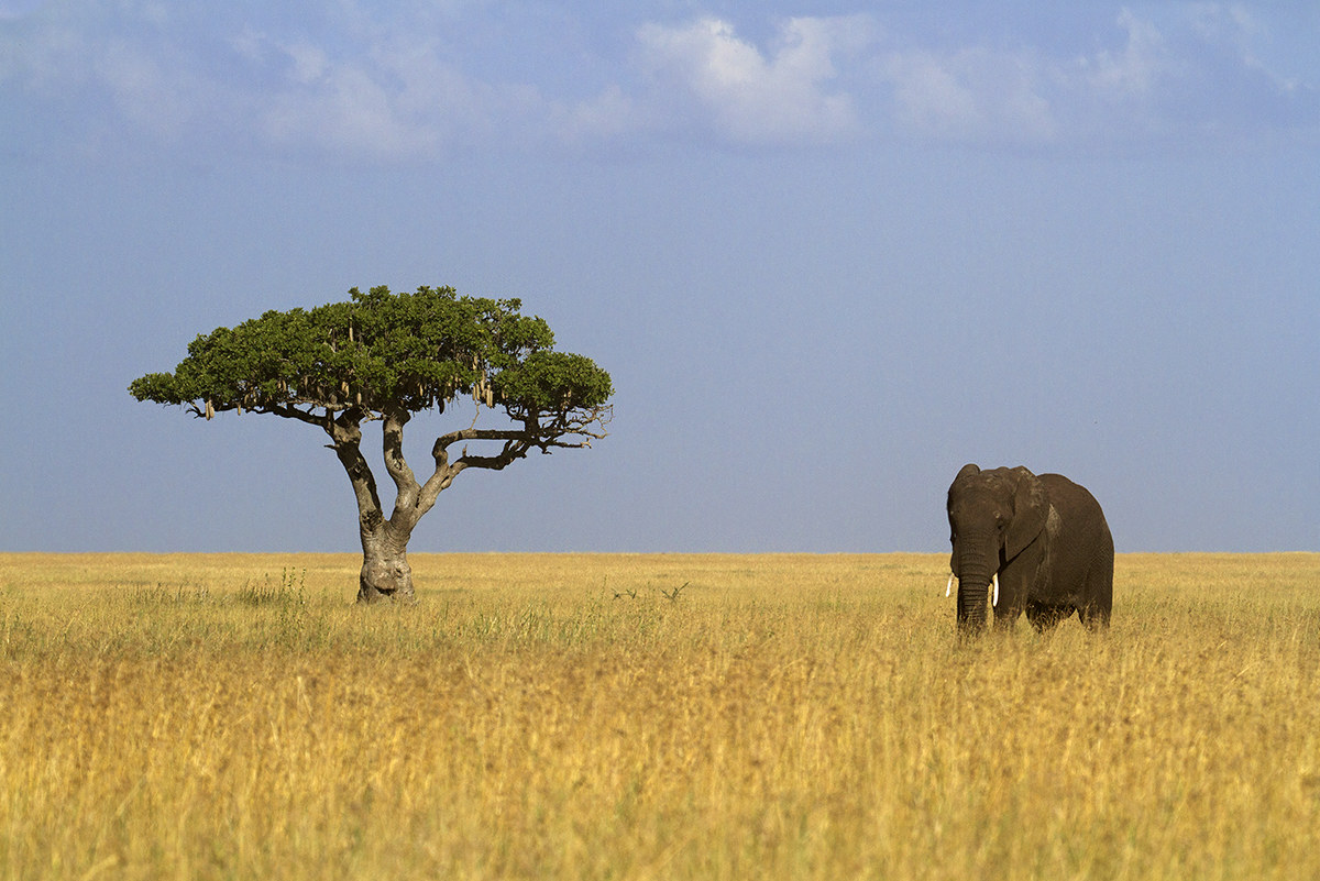 Semplicemente Africa...