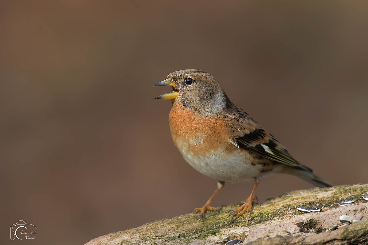 Brambling