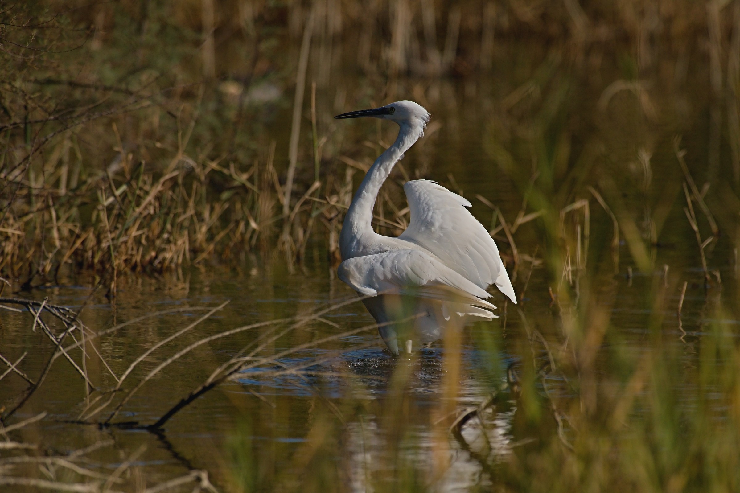 Egret