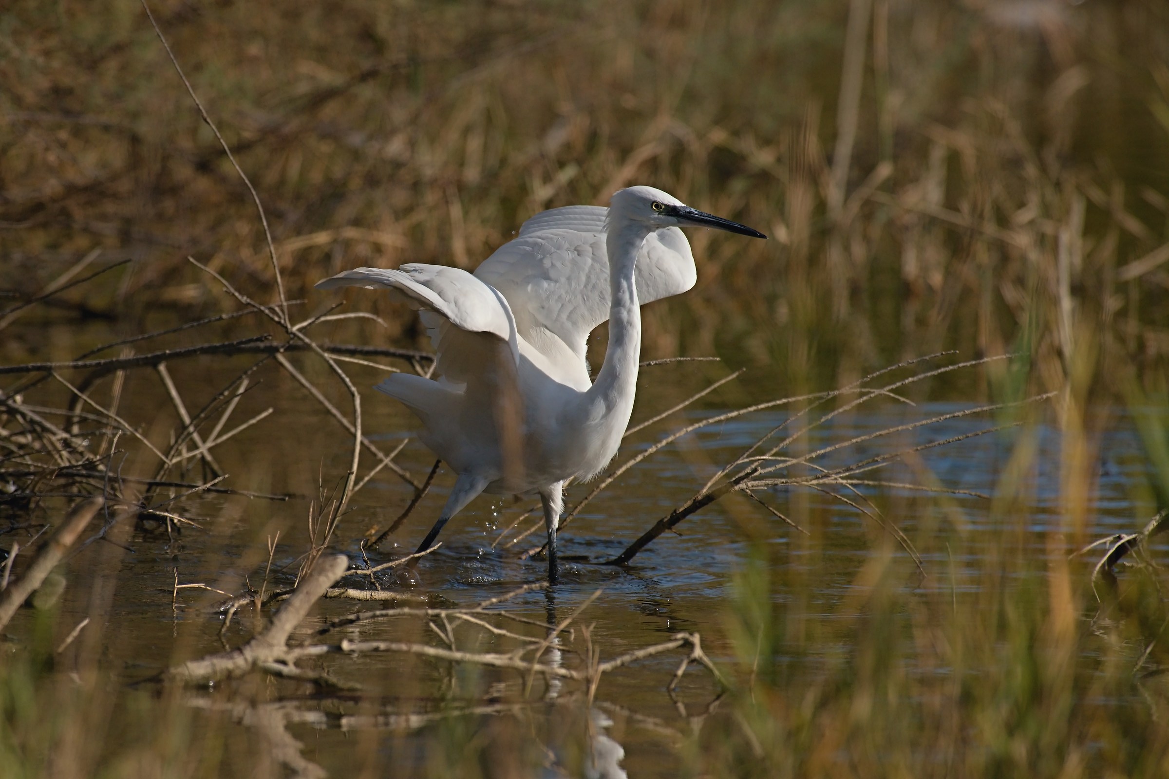 Little Egret hunting