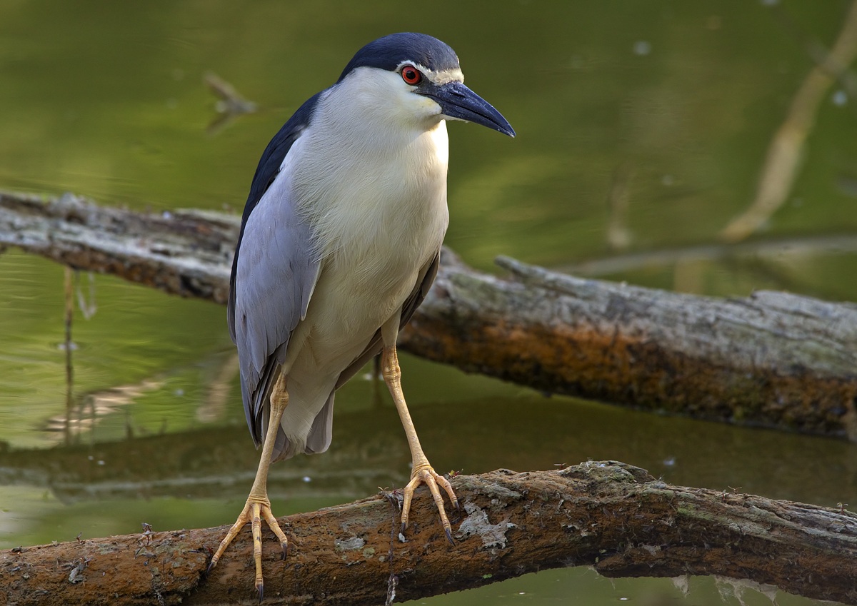 Night Heron