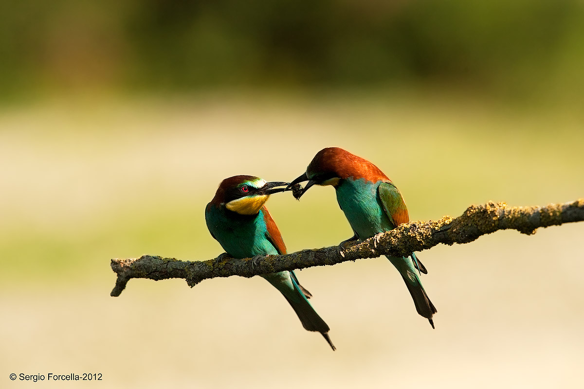 Scambio preda Gruccioni