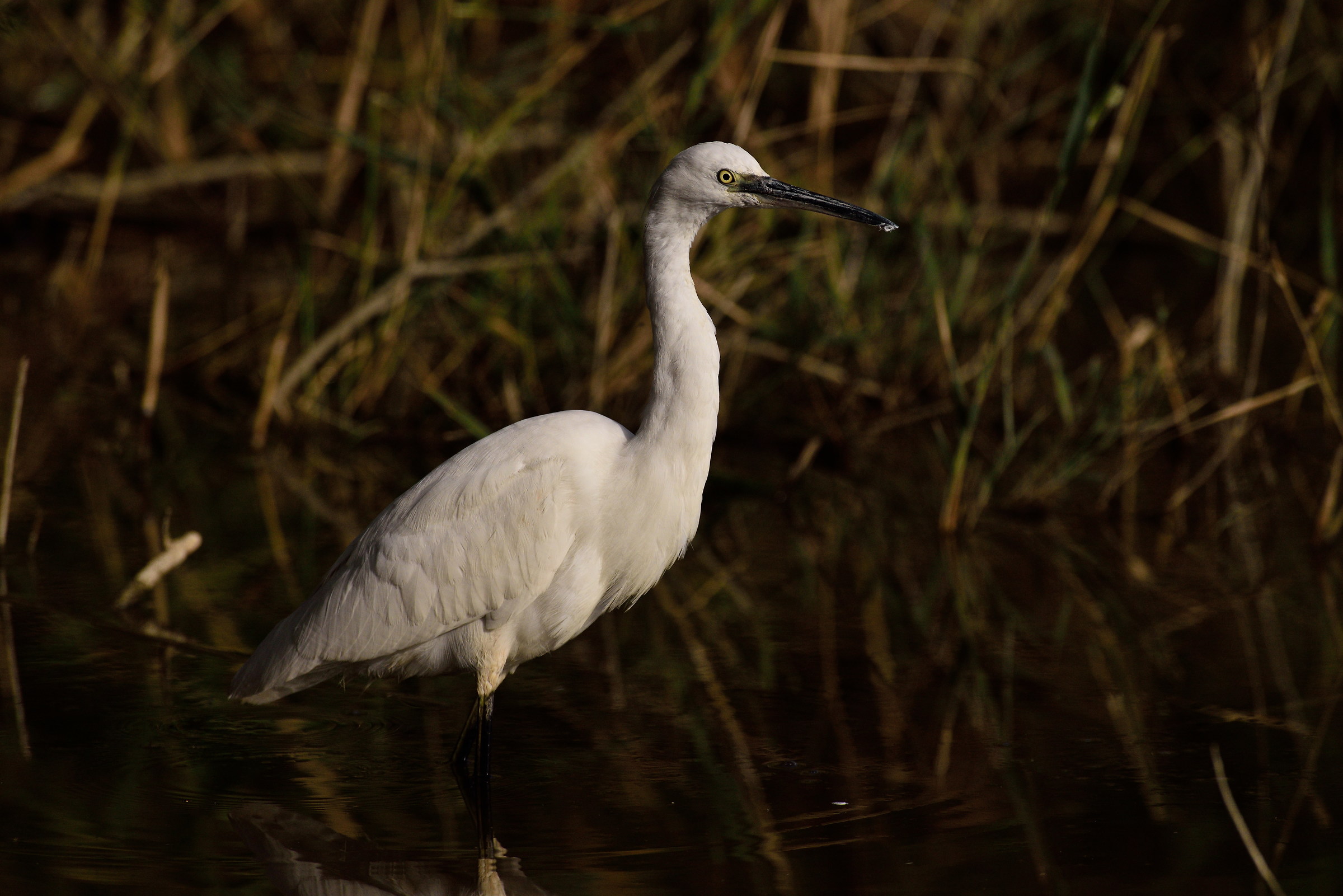Egret