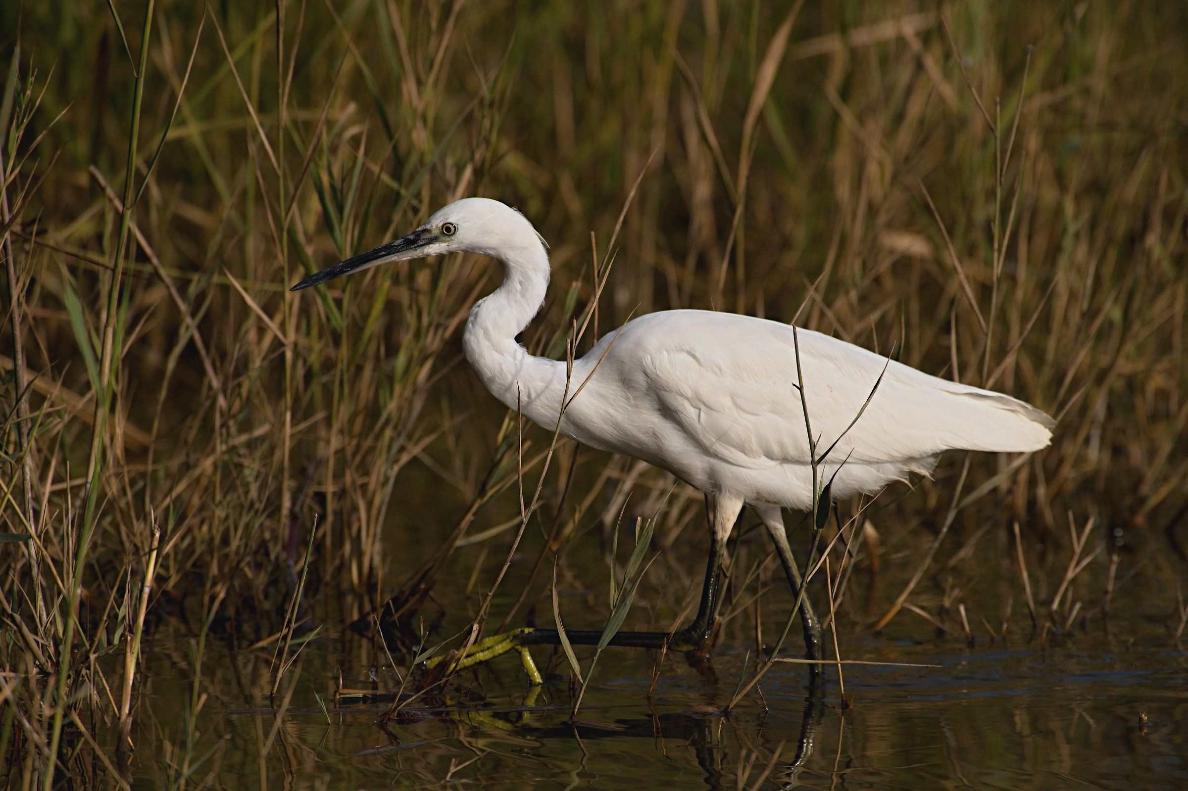 The step of Egret