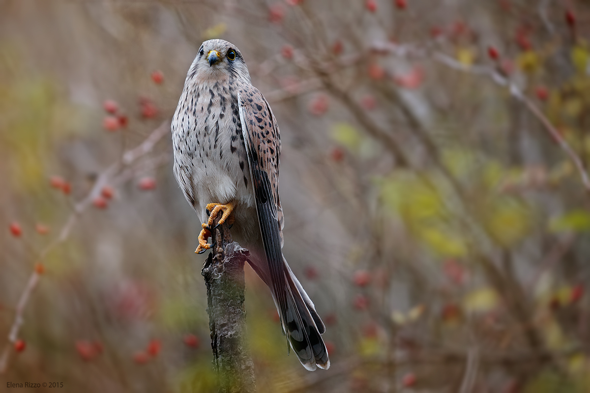 Kestrel