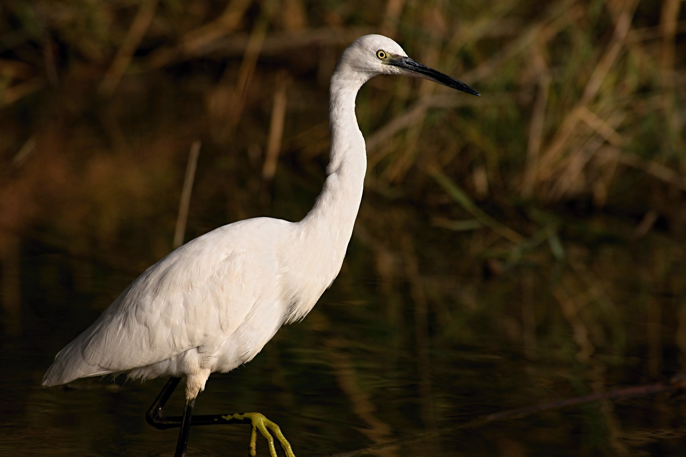 Egret