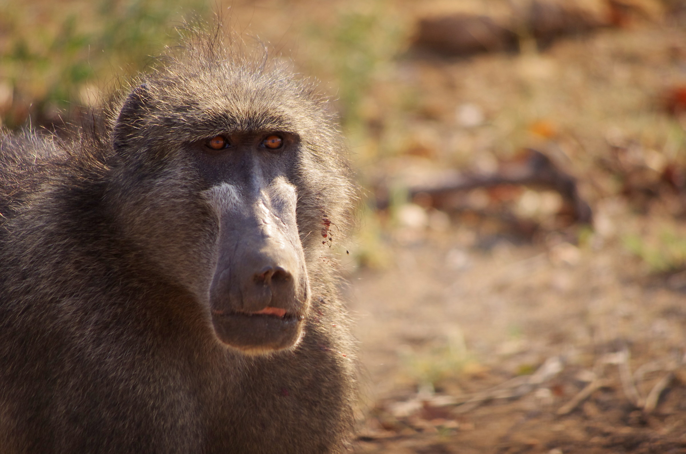 baboon