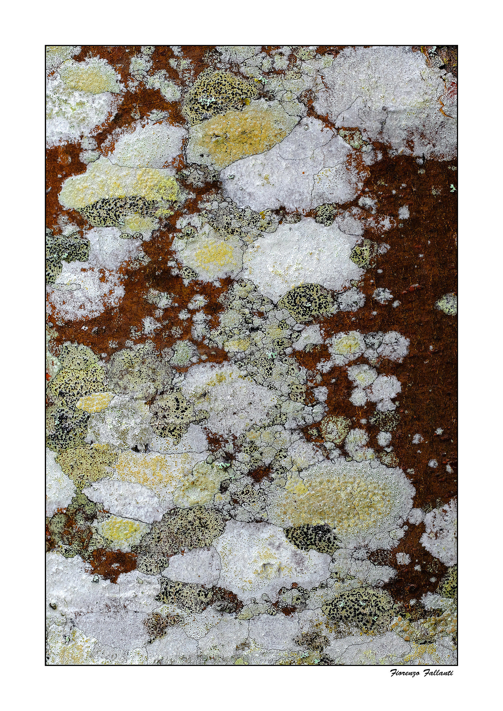 ... The skin of the trees ...