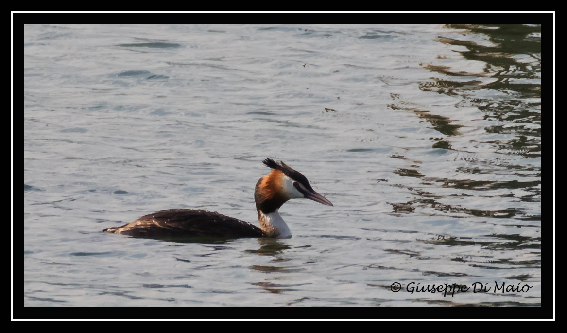 Great Crested Grebe (the first photographer) =)