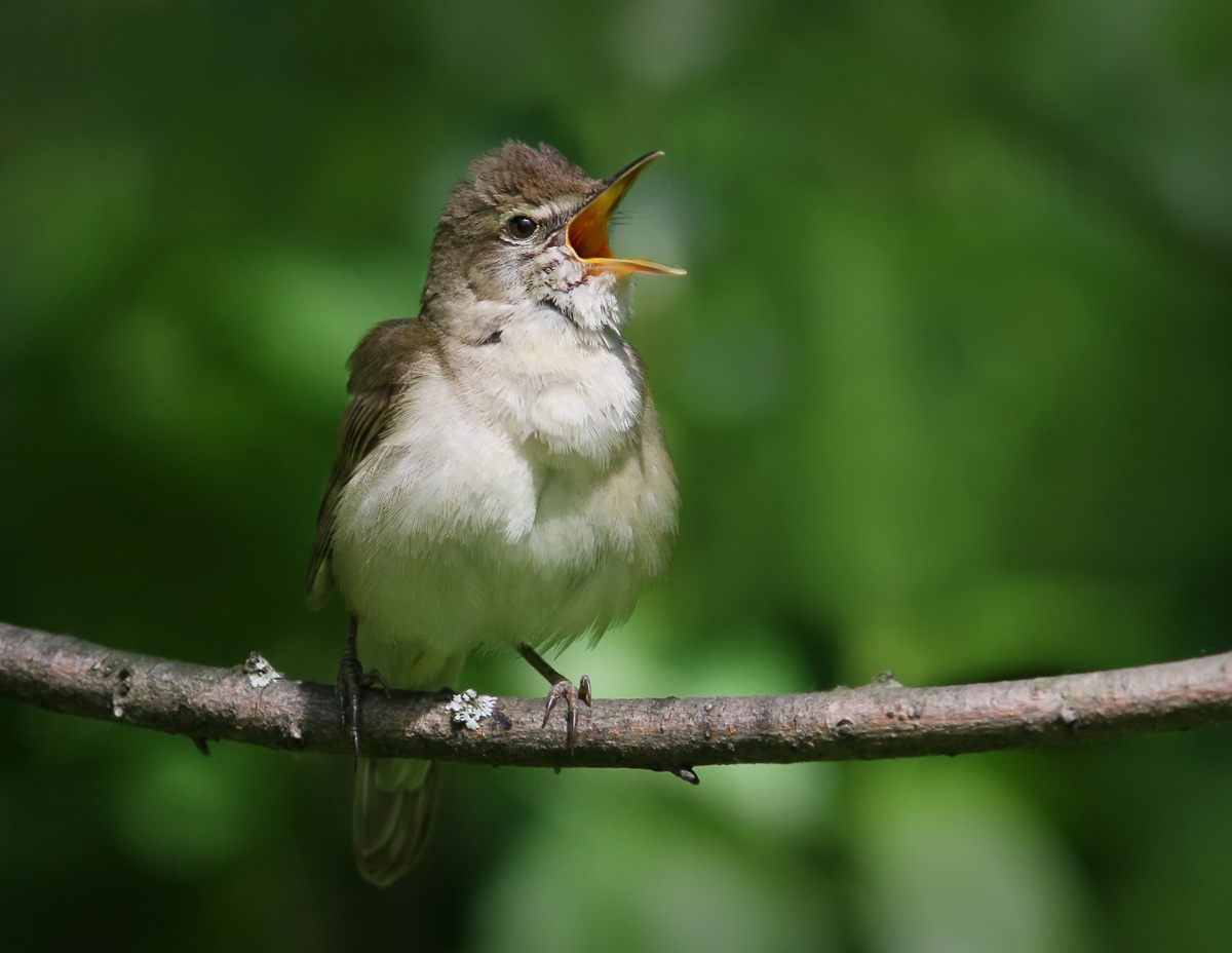 Cannaiola (Acrocephalus scirpaceus)