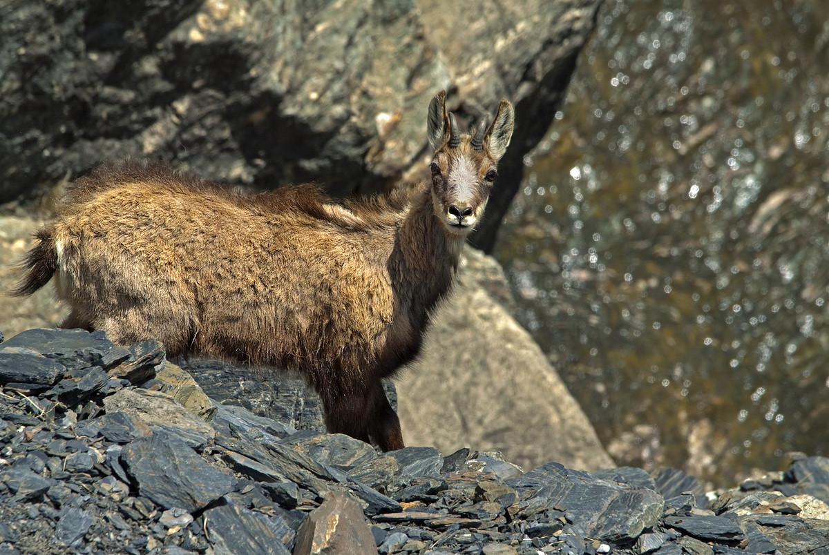 Chamois