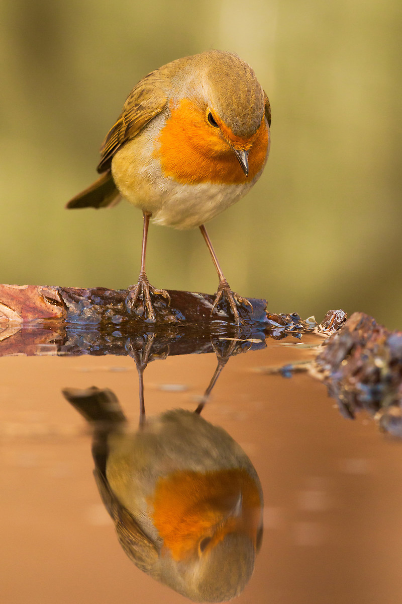 and I thought to be an eagle ..