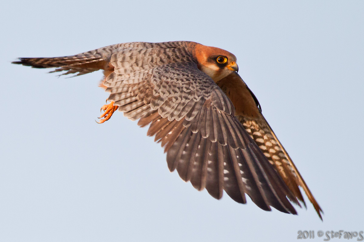 Falco cuculo femmina in volo