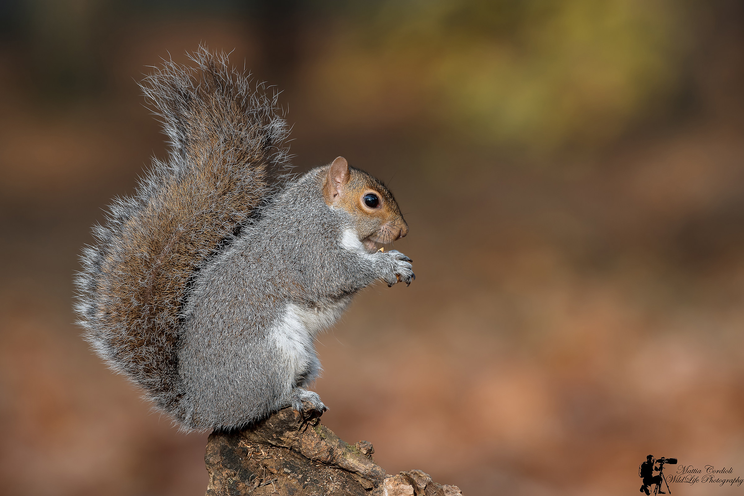 Gray Squirrel ...