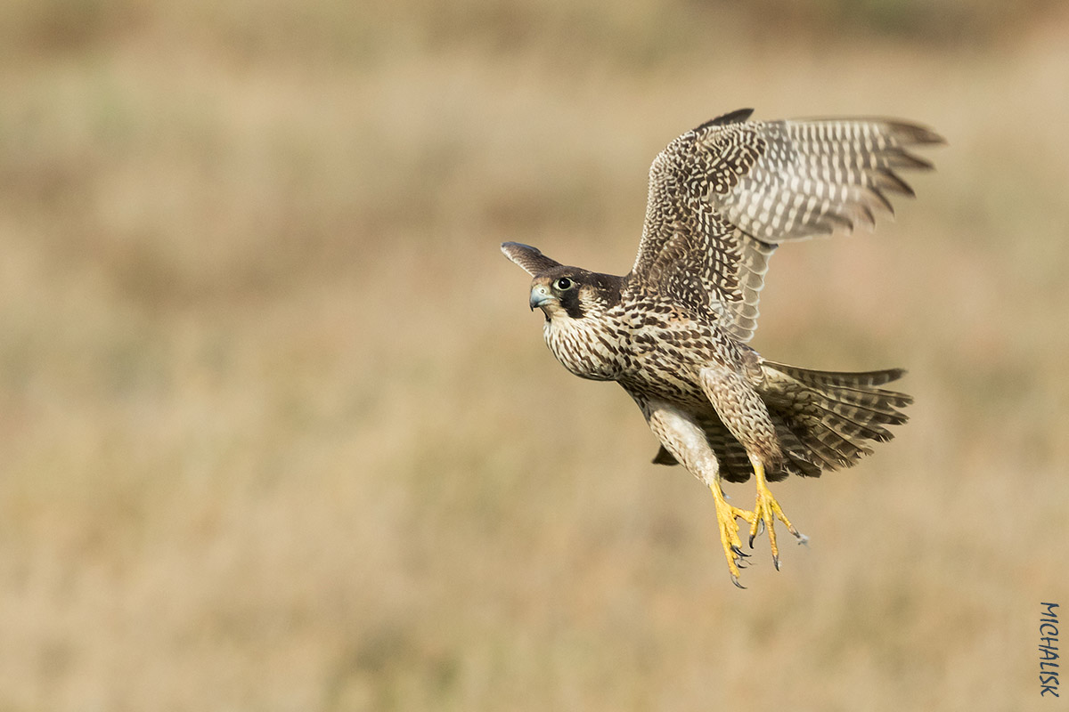 Peregrine Falcon