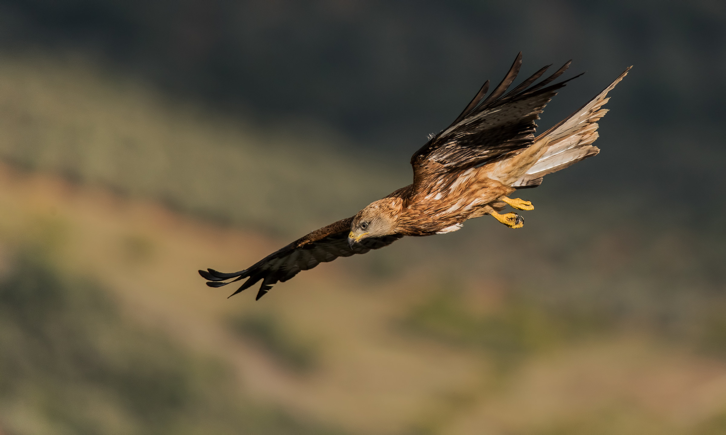 IL reale minaccioso.