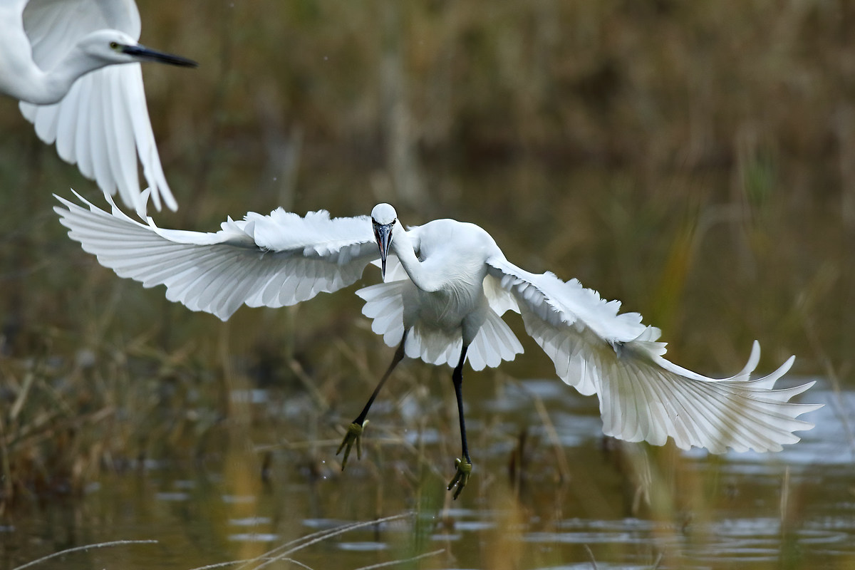 Egret