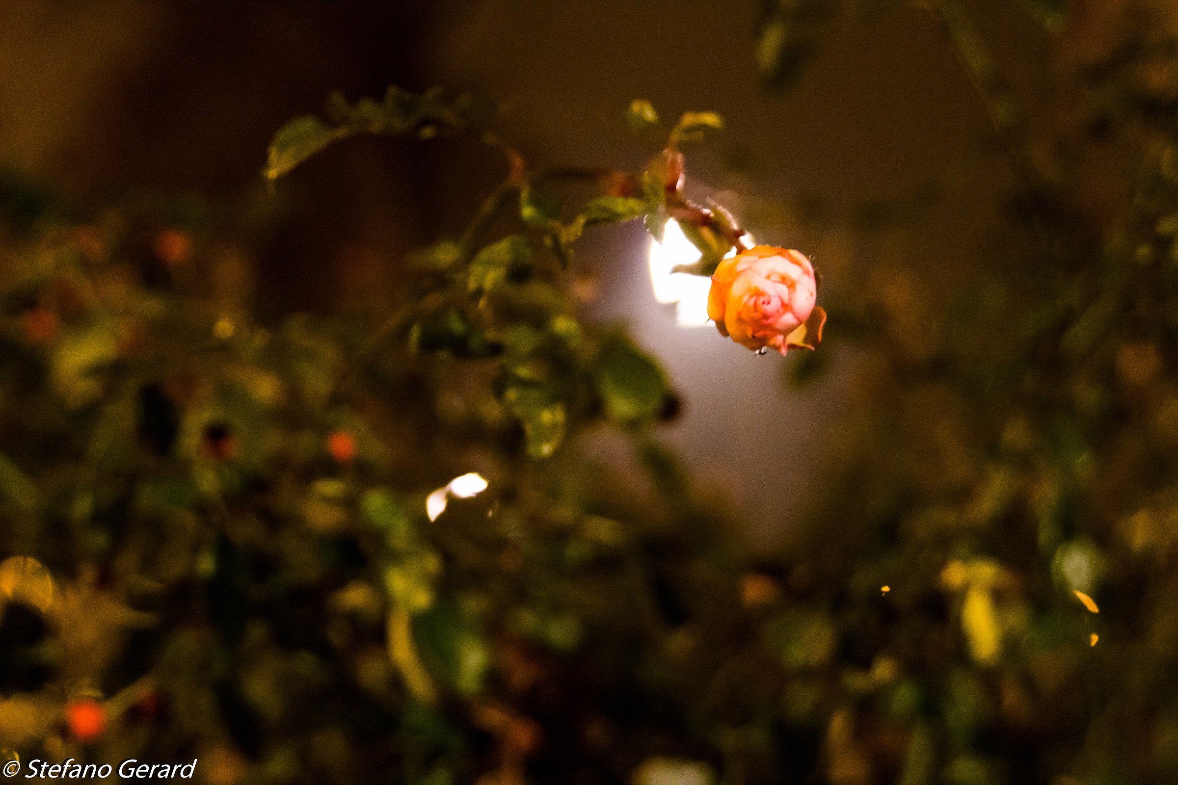 Qualcuno che resiste c'è ancora!