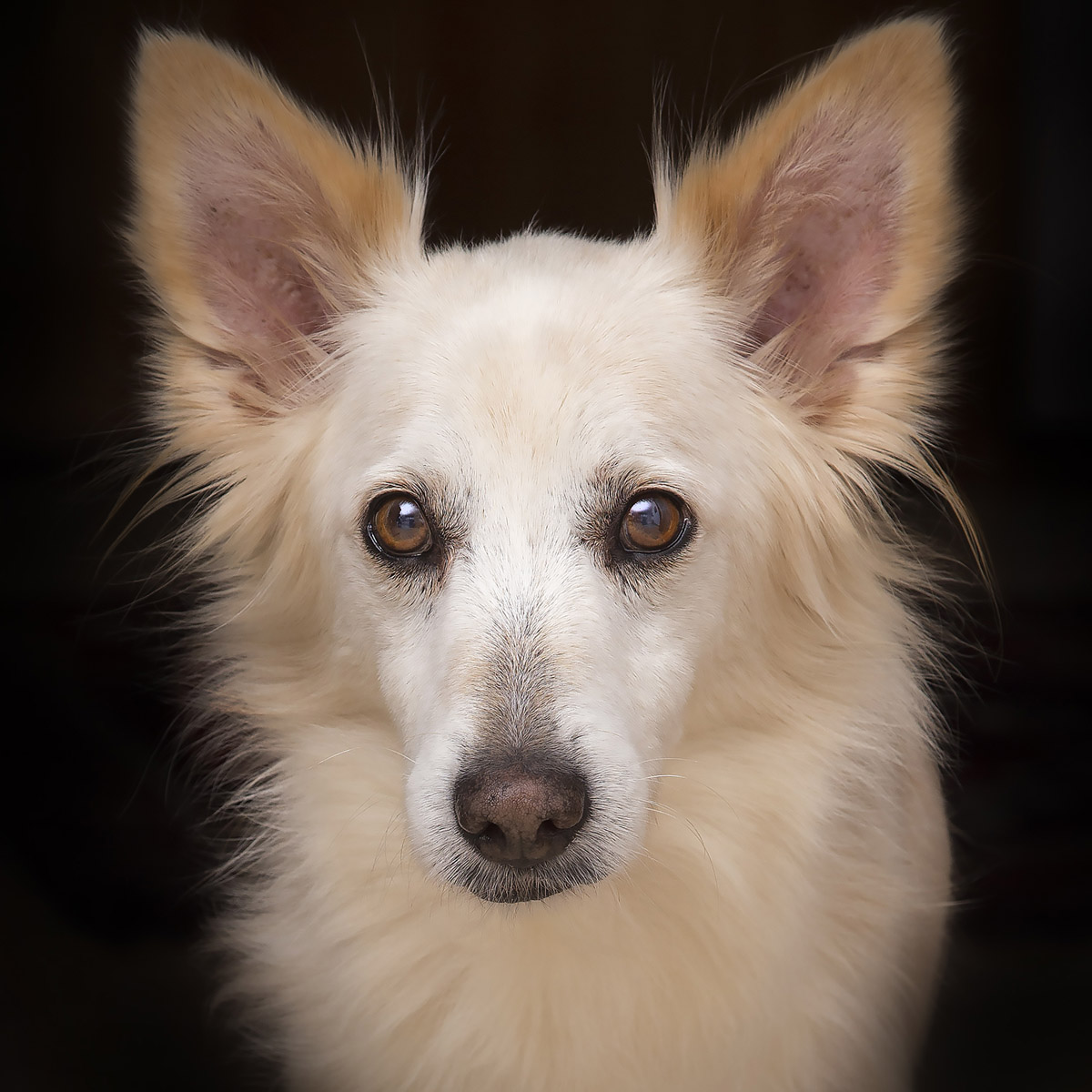 Four years in kennels lager