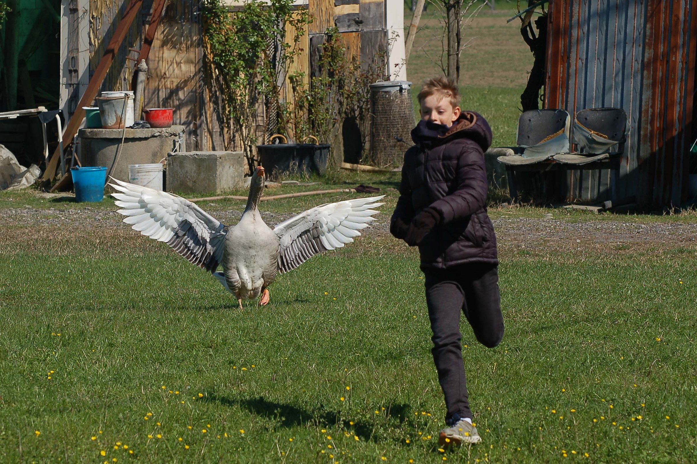 chi ti ha detto di entrare nel mio cortile ?