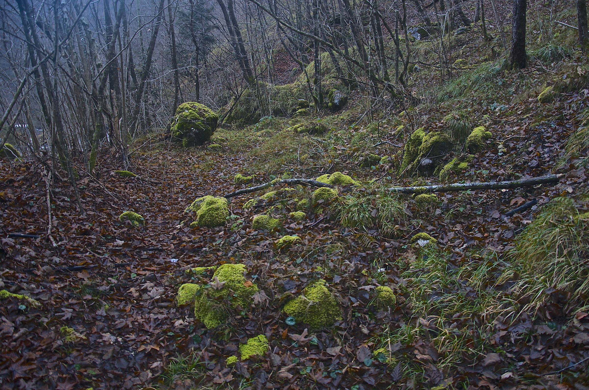 "Emerald" under the forest