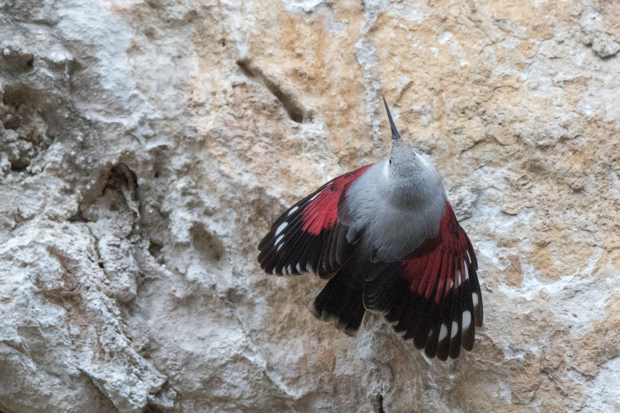 Wallcreeper 2