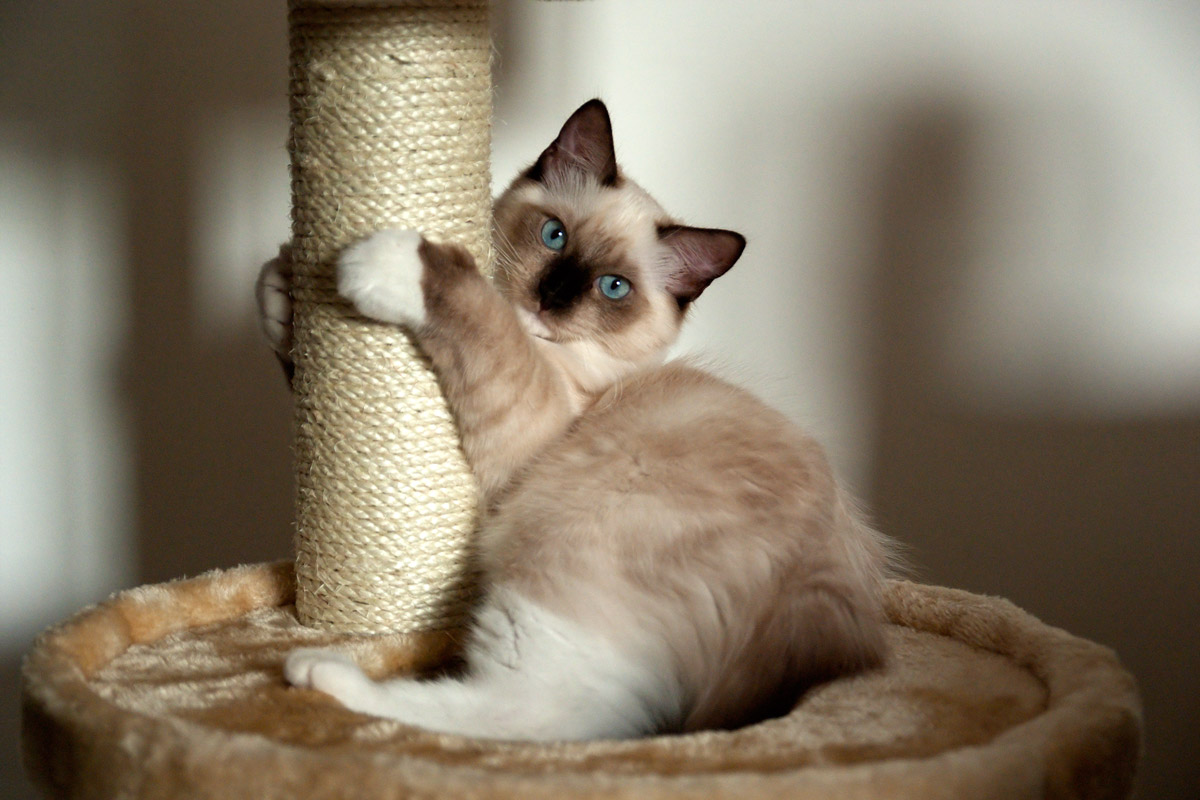 Mac (RagDoll)