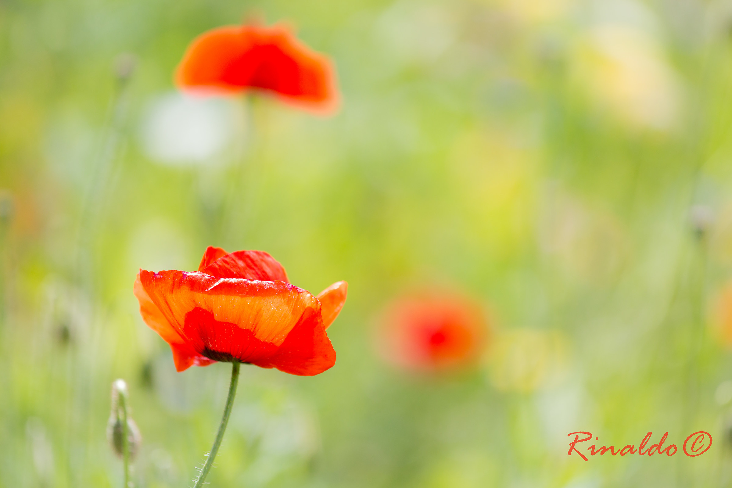 The poppy, simple but beautiful and elegant