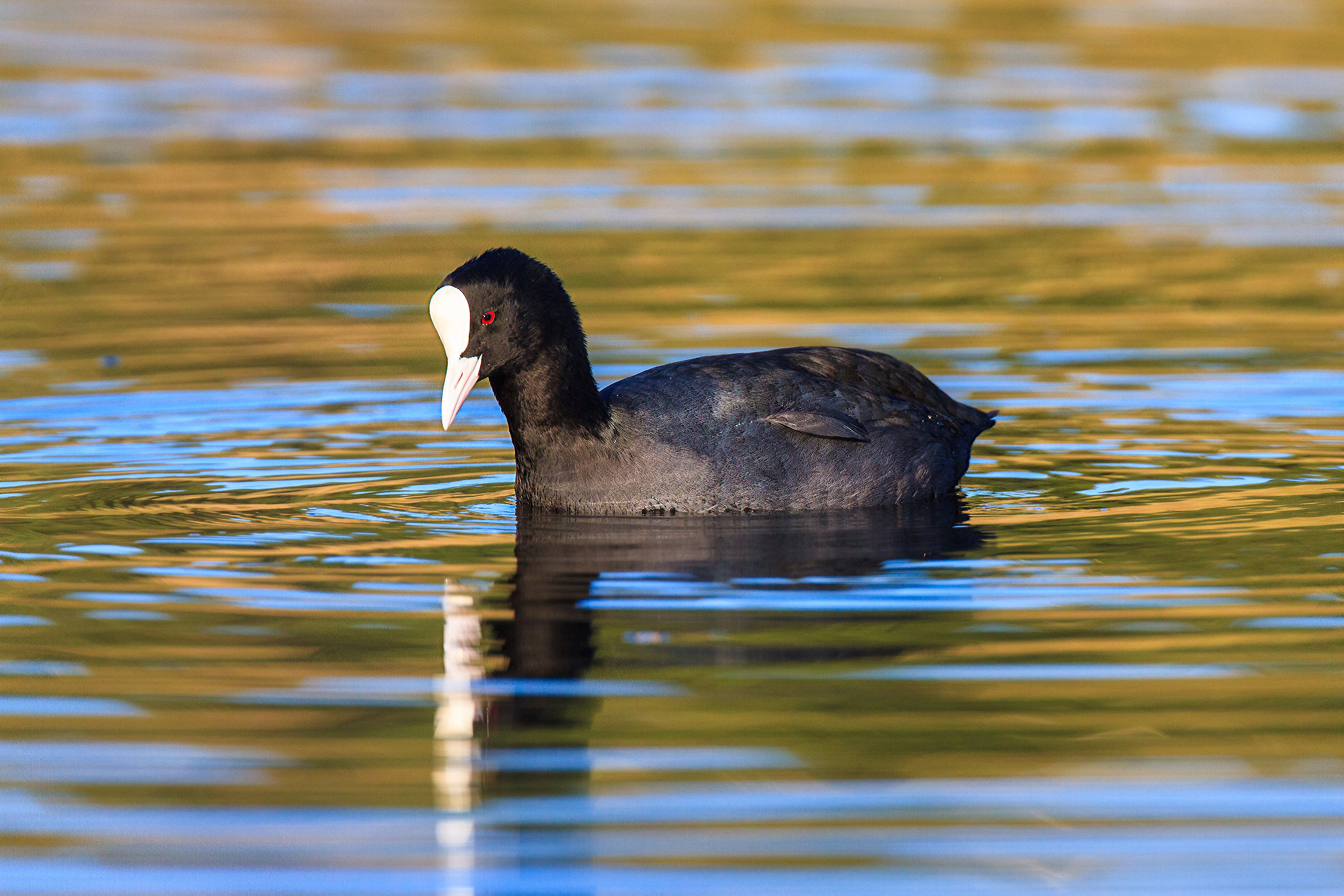 Coot