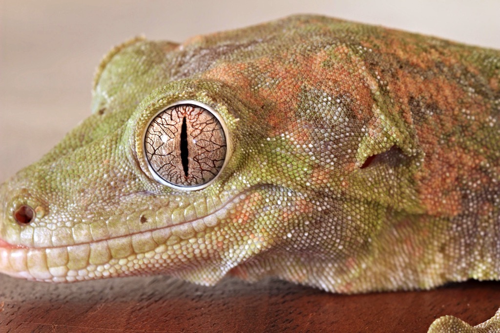 Rachodactylus Chaohua