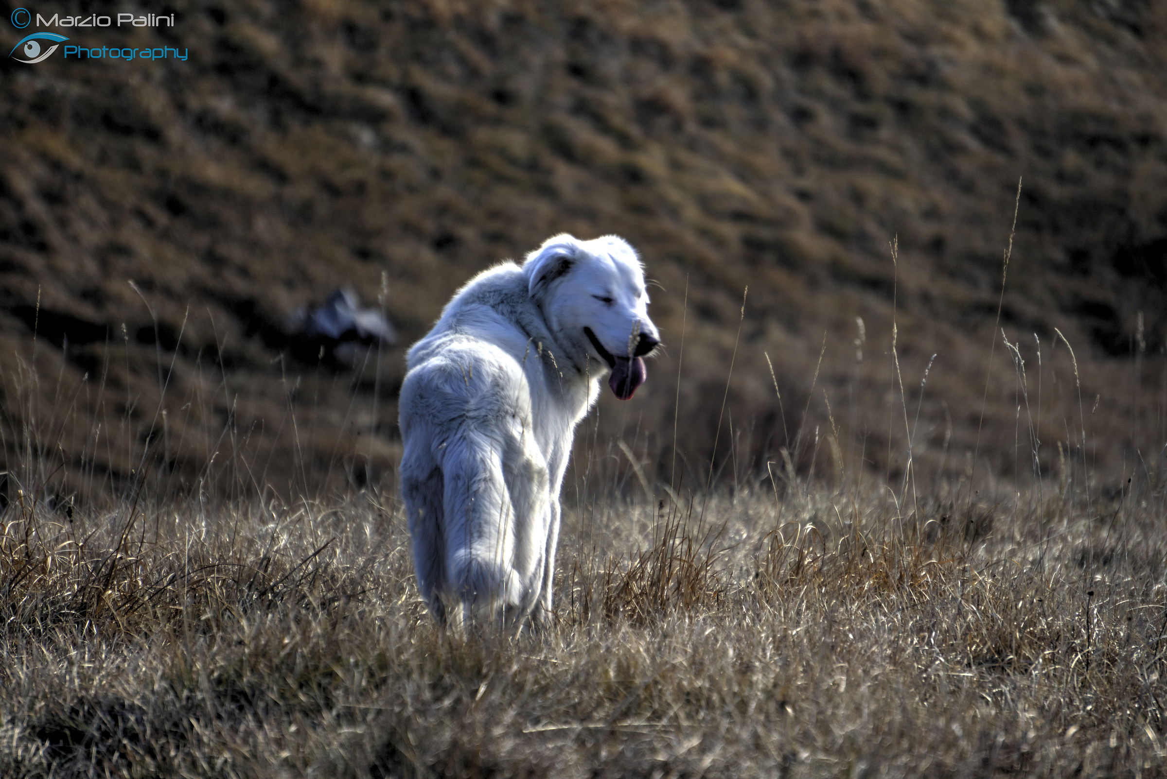 Maremmano Abruzzese (Nebbia)