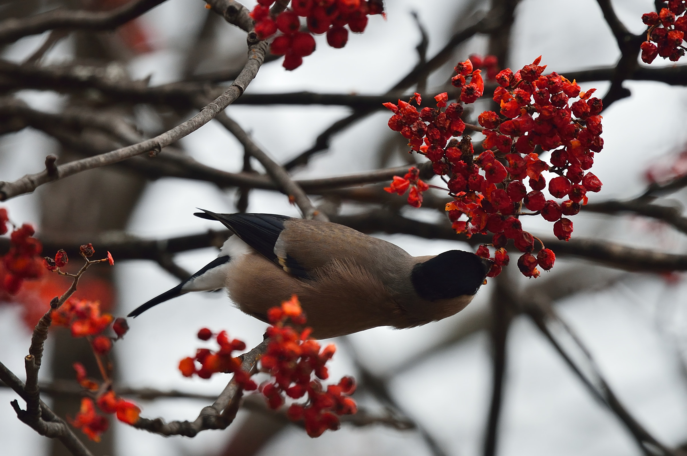 female bullfinch